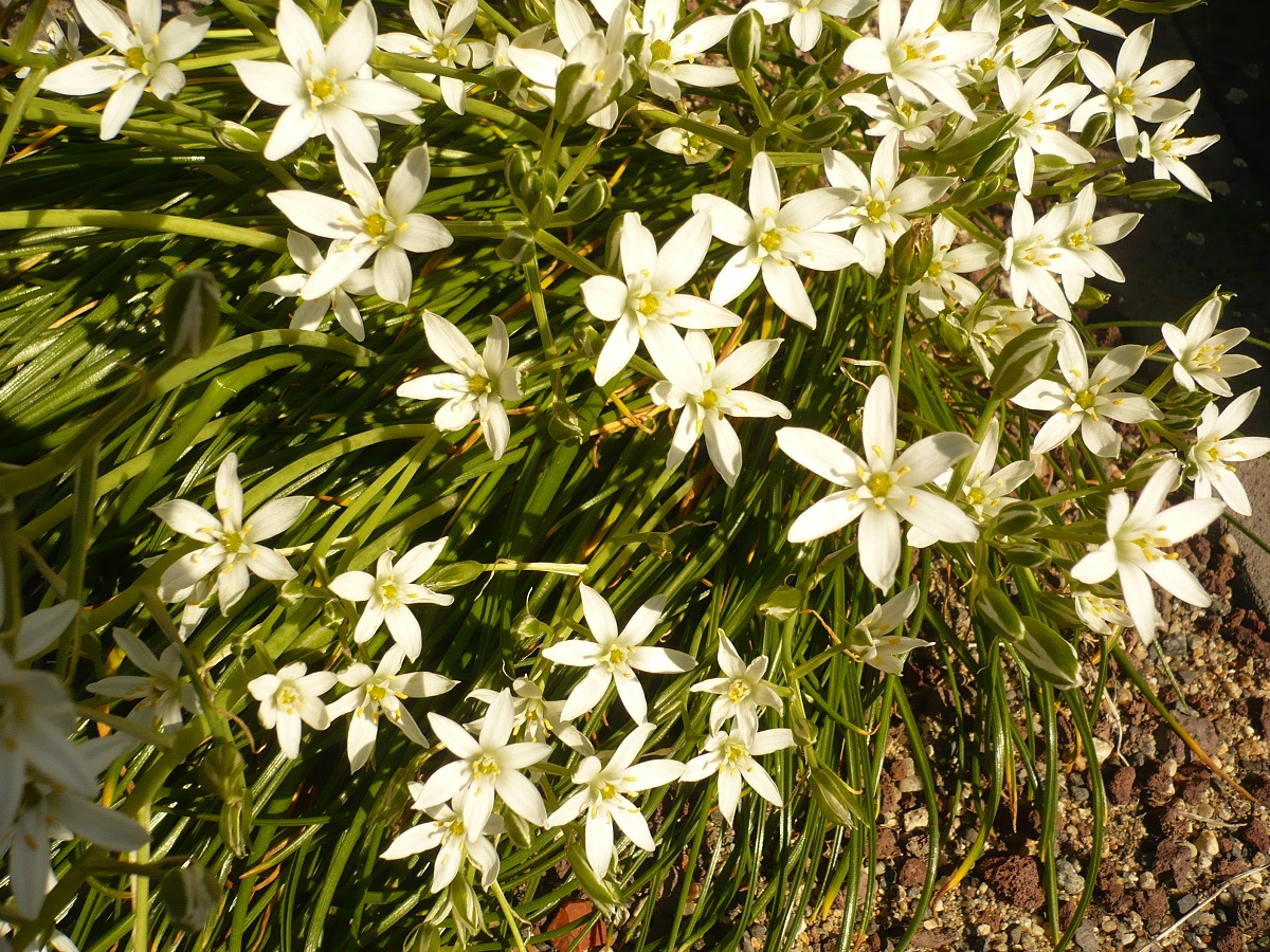 Ornithogalum umbellatum (Asparagaceae)
